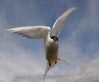 Gaviota super cool 